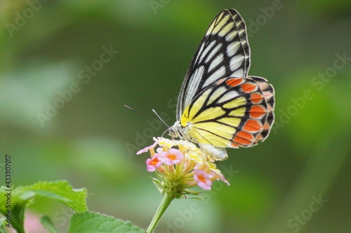 butterfly on flower © Anuradha