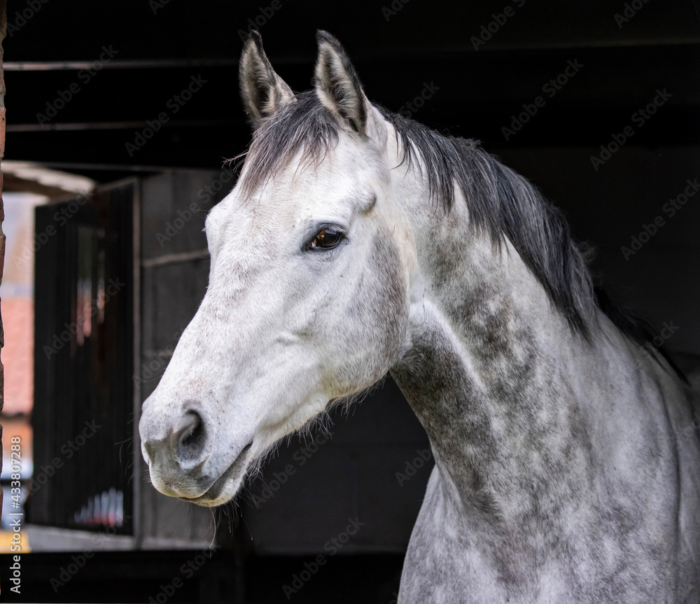 Obraz premium Handsome Grey Horse