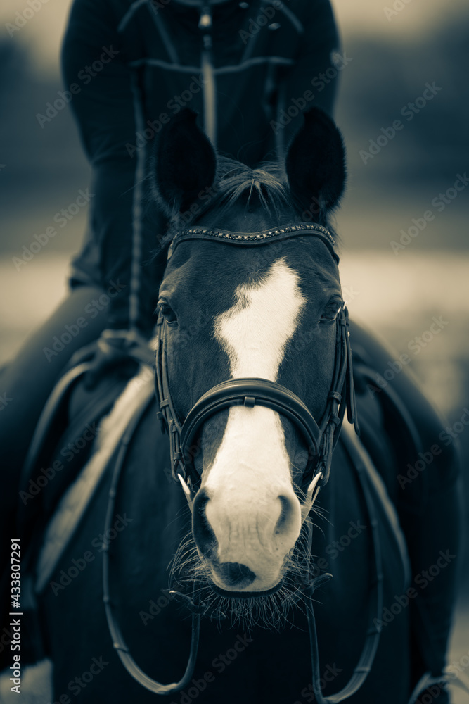 Obraz premium Horse head portraits frontal with bridle and broad pallor, rider in the background in the blur, shot upright in partial toning black and white..