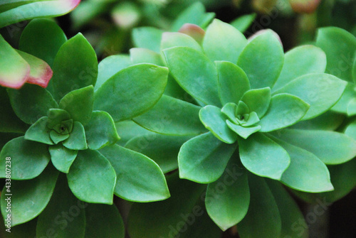 Sedum Palmeri  plante succulente