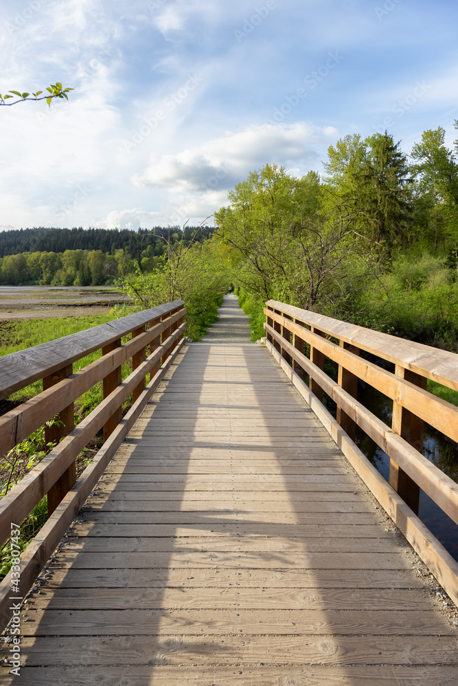 View of a Wooden Path across a swamp in Shoreline Trail, Port Moody, Greater Vancouver, British Columbia, Canada. Trail in a Modern City during a Sunny Evening.