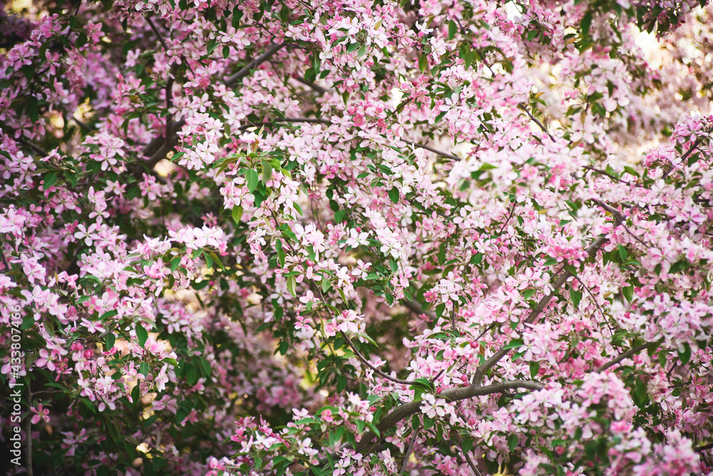 A flowering branch of a decorative apple tree of the Ola variety. Beautiful dark pink flowers. A sunny spring day. A flowering branch of a decorative apple tree of the Ola variety. Beautiful dark pink flowers. A sunny spring day.