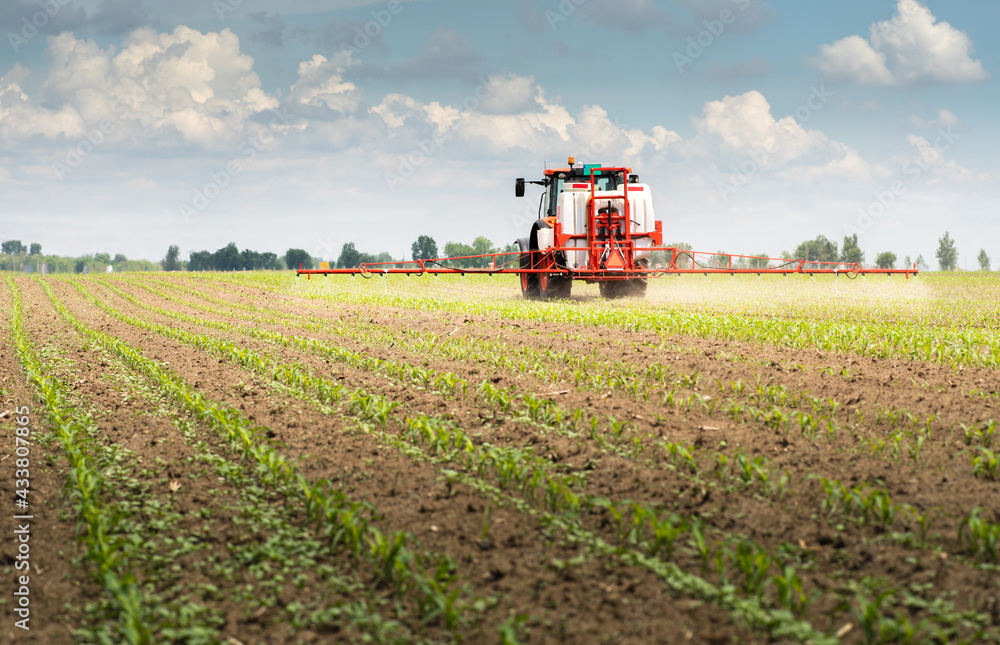 Tractor spraying corn field Tractor spraying corn field