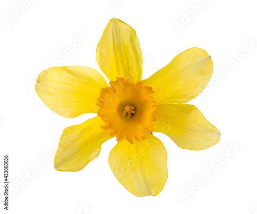 Beautiful blooming yellow daffodil isolated on white