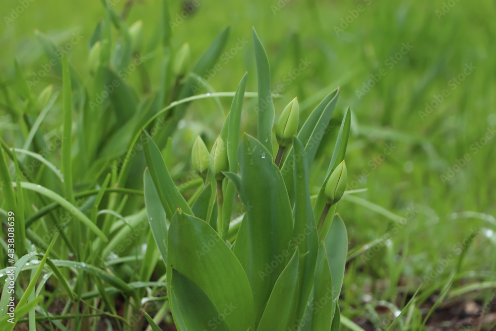 Beautiful unopened tulip buds outdoors on spring day Beautiful unopened tulip buds outdoors on spring day