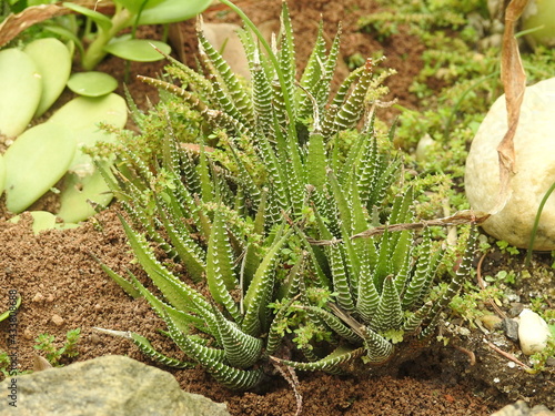 cactus in the garden