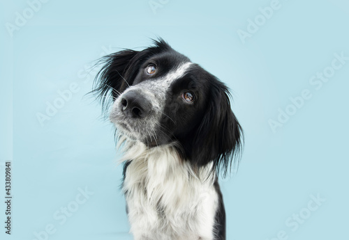 Border collie dog tiltilng head side. Isolated on blue colored background © Sandra