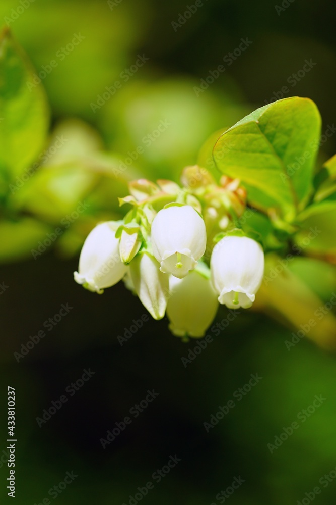 White flowers growing on a blueberry bush in the garden White flowers growing on a blueberry bush in the garden