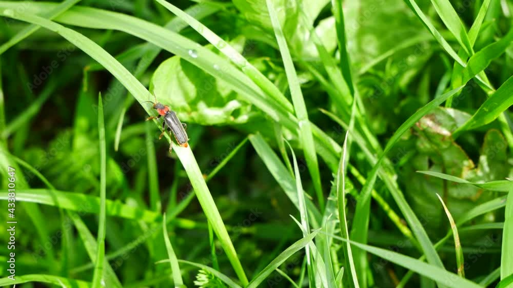 The fireman beetle crawls on the grass and flies away. The fireman beetle crawls on the grass and flies away.