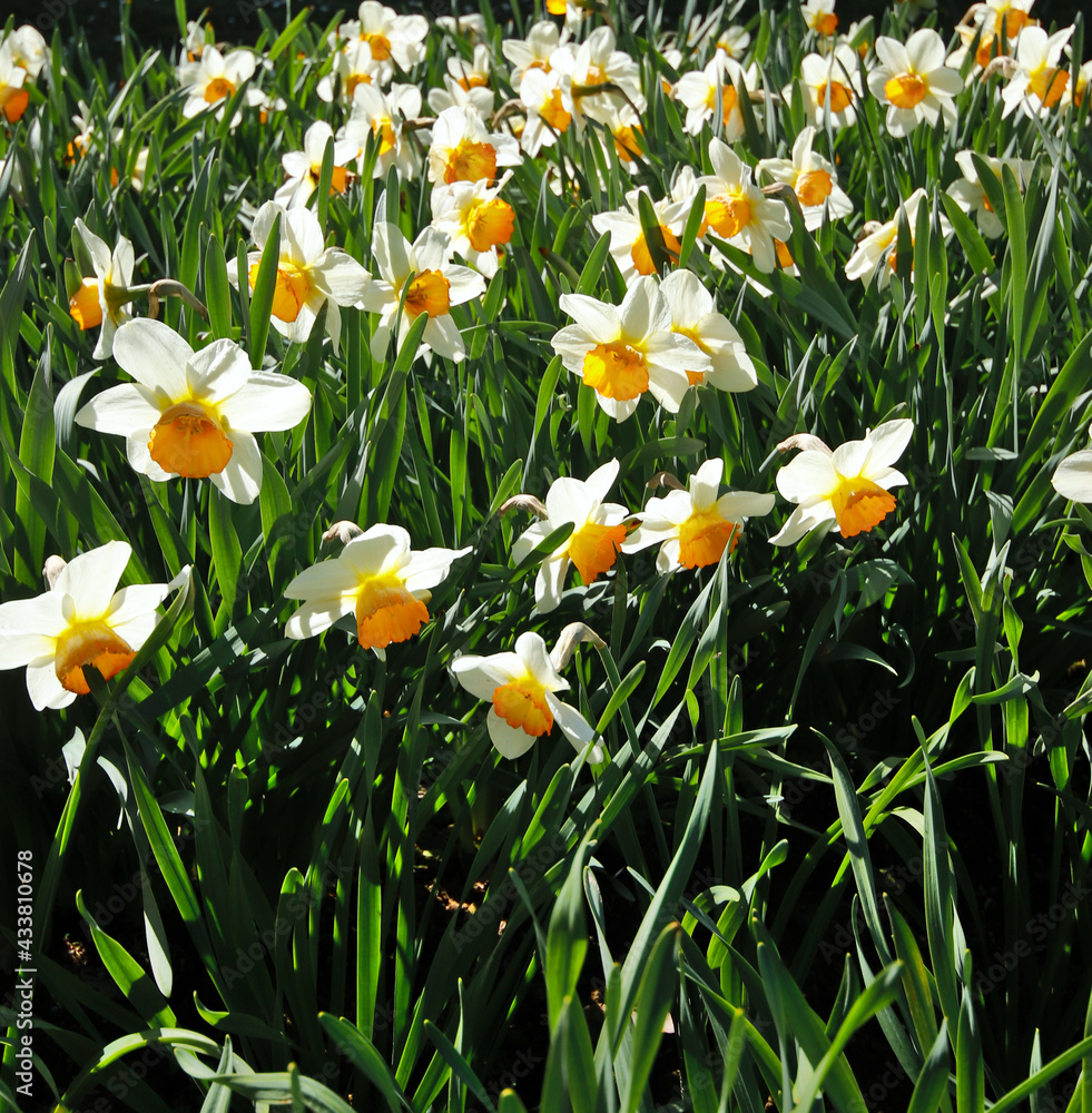 Obraz premium White narcissus 