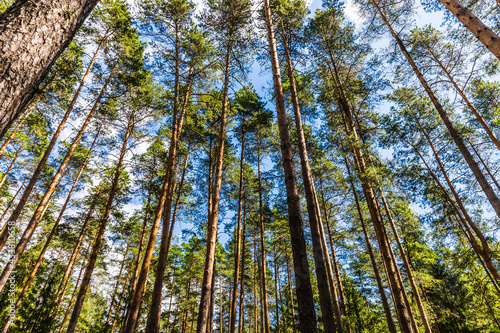 Perennial pines in Meshchera National Park, Vladimir region, Russia