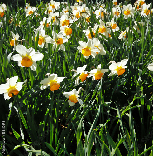 White narcissus "łac. narcissus belisana" blooming in the rays of the sun