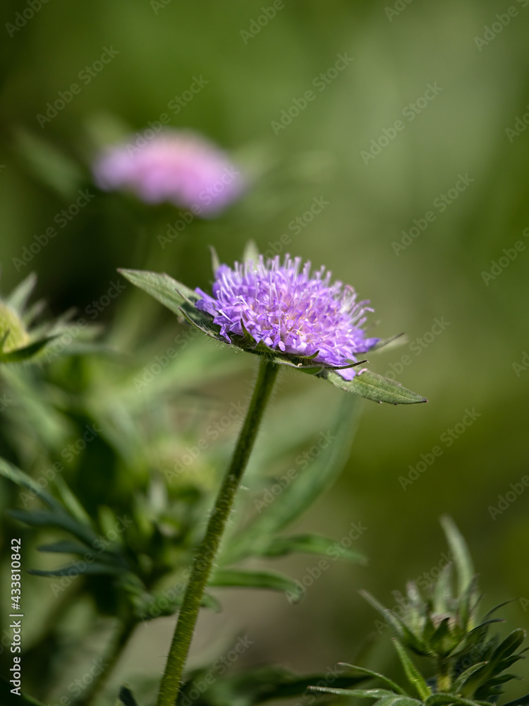 Close up of the flowers of Scabiosa 'Butterfly Blue' in the spring in the UK against green background Close up of the flowers of Scabiosa 'Butterfly Blue' in the spring in the UK against green background