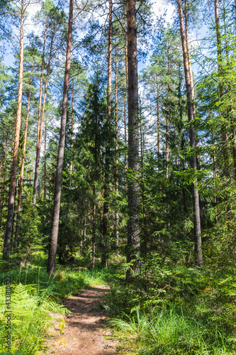 Ecological trail in the forest in Meshchera National Park, Vladimir region, Russia