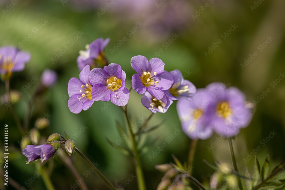 Closeup of flowers of Jacob's Ladder, Polemonium 'Lambrook Mauve', in spring in the UK Closeup of flowers of Jacob's Ladder, Polemonium 'Lambrook Mauve', in spring in the UK