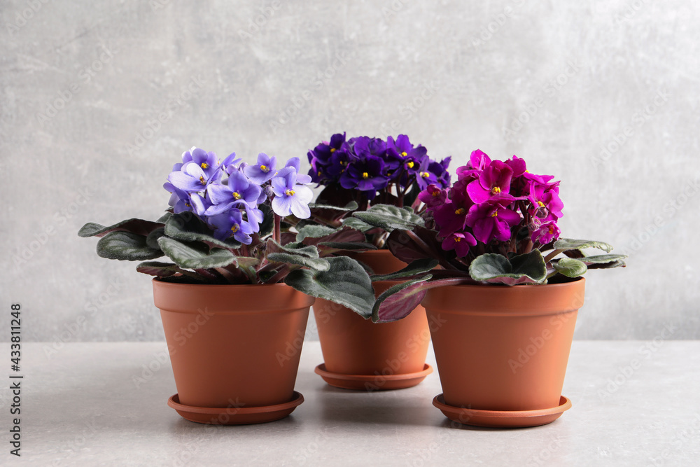 Naklejka premium Beautiful potted violets on light grey table. Plants for house decor