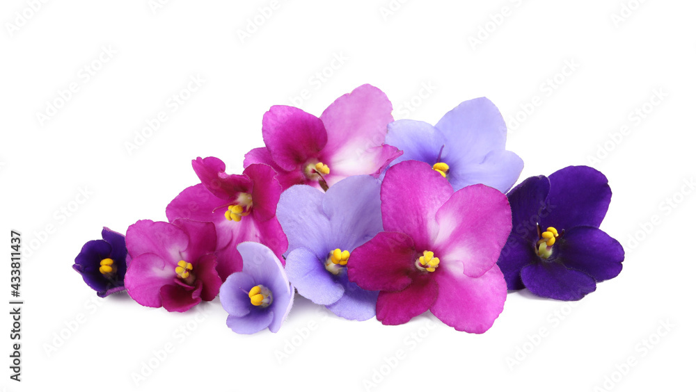 Fresh flowers of violet plant on white background Fresh flowers of violet plant on white background