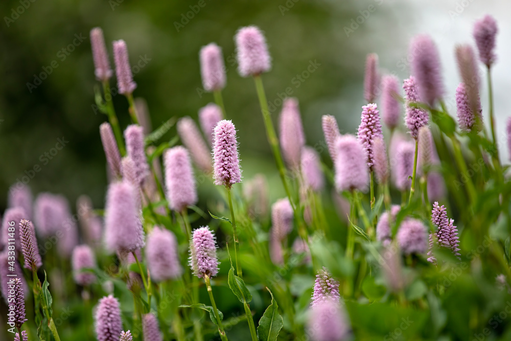 Closeup of Persicaria bistorta 'Superba' flowers in spring Closeup of Persicaria bistorta 'Superba' flowers in spring