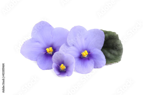 Purple flowers of violet plant and green leaf on white background © New Africa