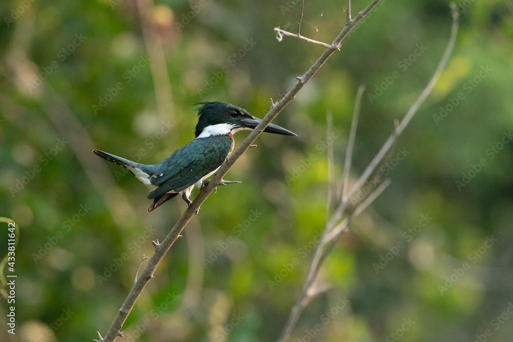 Fototapeta premium The Amazon kingfisher (Chloroceryle amazona)