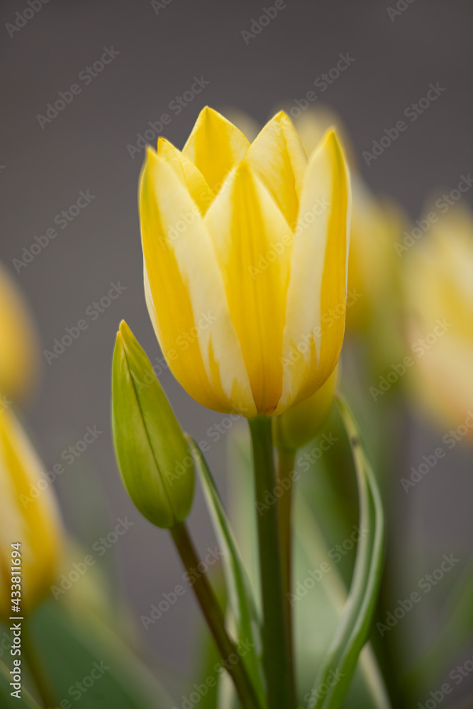 Naklejka premium Closeup of Tulips, Tulipa 'Antoinette', in spring