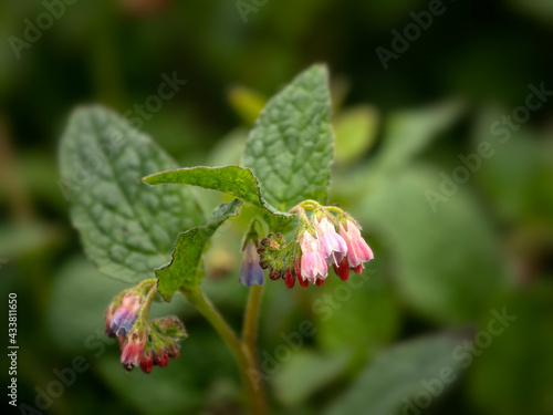 Closeup of flowers of Comfrey, Symphytum 'Hidcote Pink', in spring against a dark background