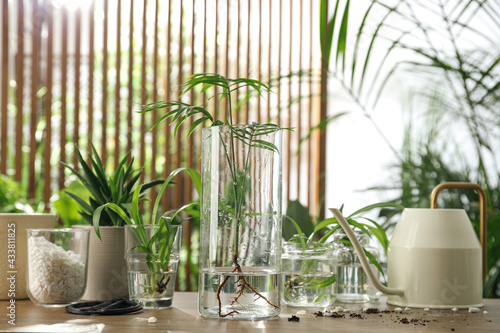 Εκτύπωση καμβά Exotic house plants in water on wooden table