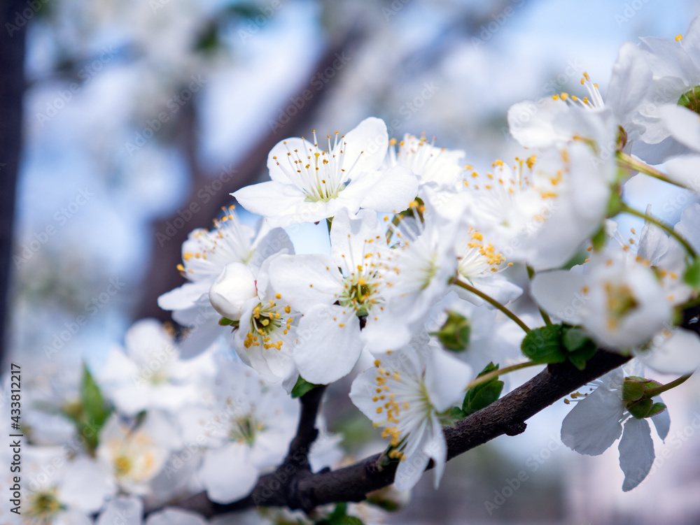 Spring flowers on the branches of an apricot tree. Warm weather. Hi spring. Background for a card with flowers. Delicate white petals. Blooming fruit trees. Blurred background. Empty space for text.