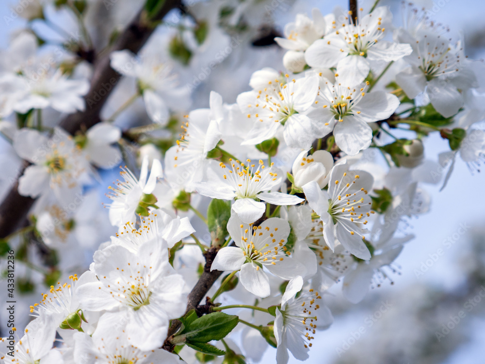 Spring flowers on the branches of an apricot tree. Warm weather. Hi spring. Background for a card with flowers. Delicate white petals. Blooming fruit trees. Blurred background. Empty space for text. Spring flowers on the branches of an apricot tree. Warm weather. Hi spring. Background for a card with flowers. Delicate white petals. Blooming fruit trees. Blurred background. Empty space for text.