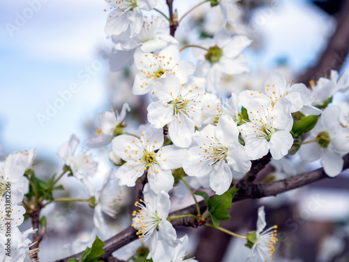 Spring flowers on the branches of an apricot tree. Warm weather. Hi spring. Background for a card with flowers. Delicate white petals. Blooming fruit trees. Blurred background. Empty space for text.