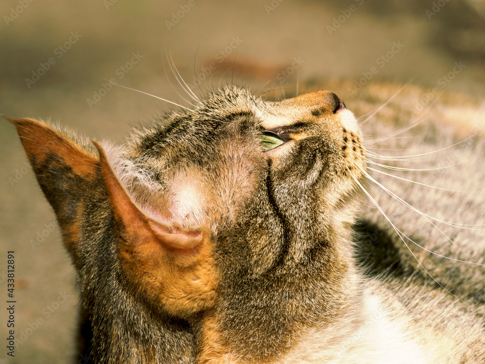 Fototapeta premium Cat portrait, desktop wallpaper.