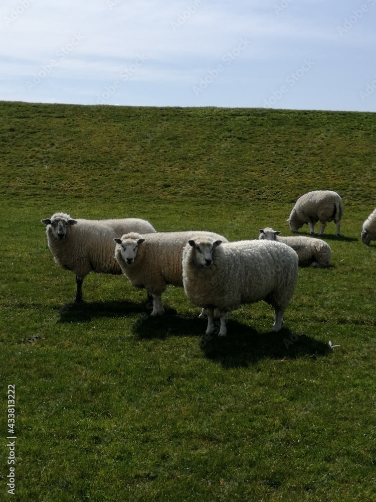Schaf Schaf