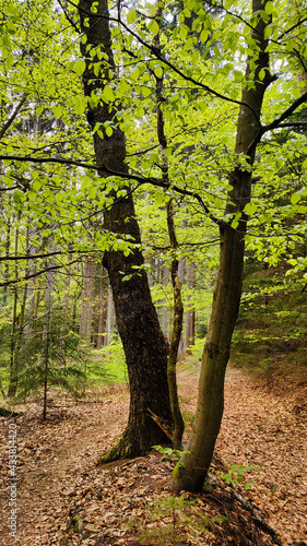 Wunderschöner dichter und gesunder Wald im Odenwald mit frischem Grün im Frühling und altem Laub auf den gedämpften Waldwegen