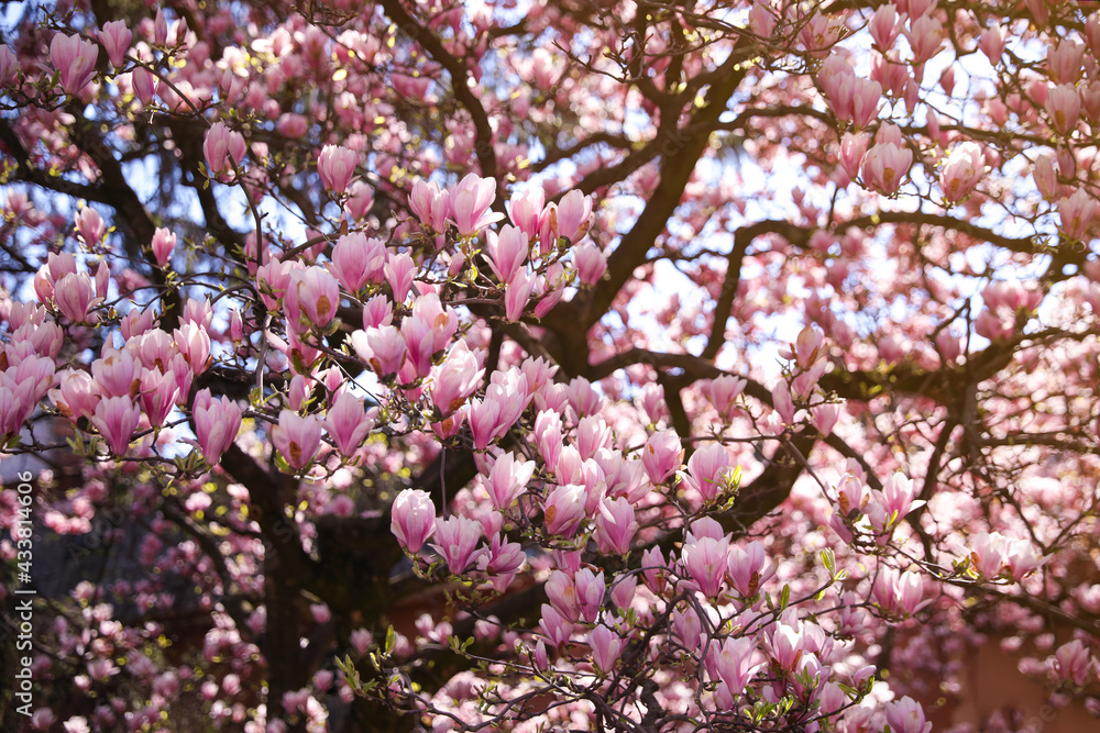 Closeup view of blooming magnolia tree on sunny day Closeup view of blooming magnolia tree on sunny day