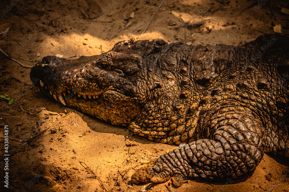 Mugger Or Marsh Crocodile Living At The Madras Crocodile Bank Trust and Centre for Herpetology, ECR Chennai, Tamilnadu, South India Mugger Or Marsh Crocodile Living At The Madras Crocodile Bank Trust and Centre for Herpetology, ECR Chennai, Tamilnadu, South India