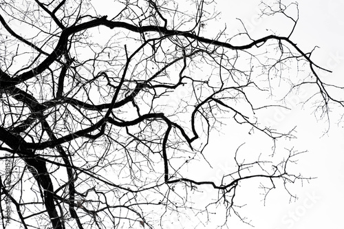 Monochrome branch of tree silhouette on white background, no person