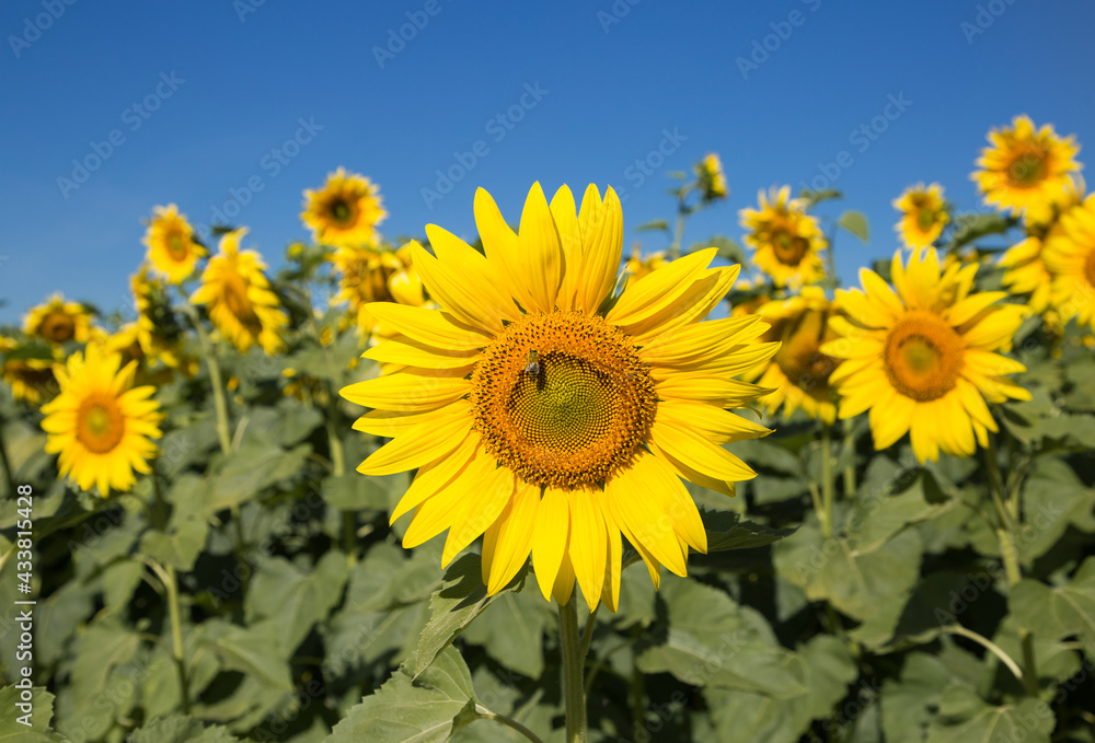 sunflower field in sunlight, bright yellow flower in summer, beautiful blooming sun flowers. Combination of yellow, blue and green colors. Beauty and harmony of nature sunflower field in sunlight, bright yellow flower in summer, beautiful blooming sun flowers. Combination of yellow, blue and green colors. Beauty and harmony of nature