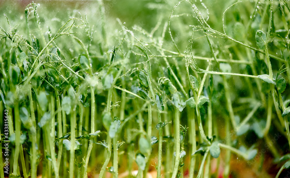 Obraz premium Closeup Of Young Pea seeds Sprouts