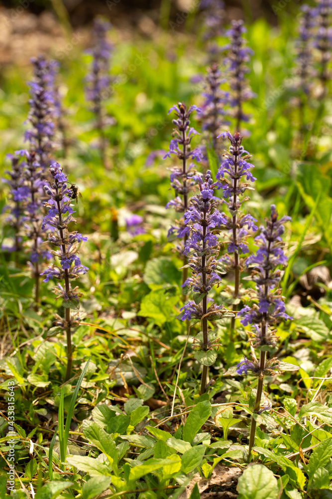 Fototapeta premium Purple Wildflowers In Spring In Smoky Mountains