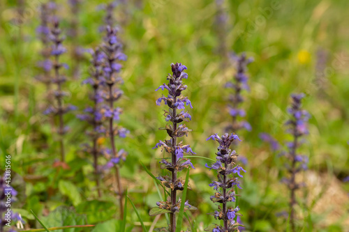Purple Wildflowers Blooming In Smoky Mountains