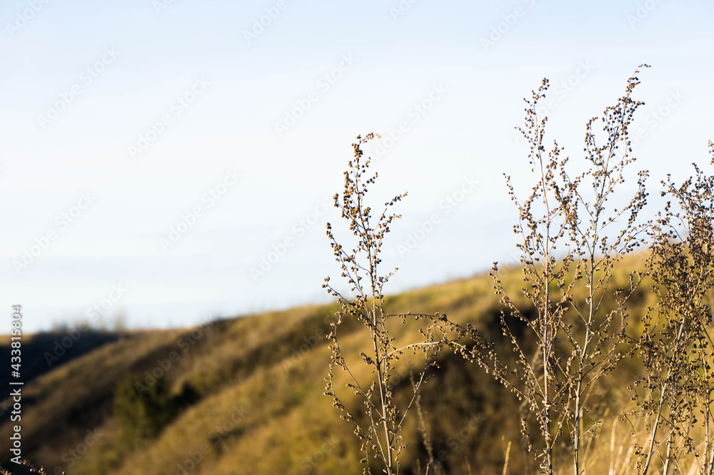 Dry grass in the field. Dry wormwood branches, selective focus, abstract background, floral background. Sunny day. Dry grass in the field. Dry wormwood branches, selective focus, abstract background, floral background. Sunny day.