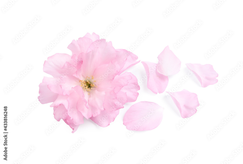 Beautiful pink sakura blossom and petals isolated on white Beautiful pink sakura blossom and petals isolated on white