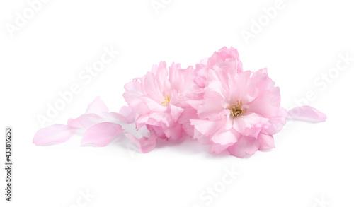 Beautiful pink sakura blossoms and petals isolated on white © New Africa