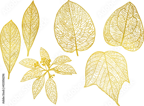 葉脈がはっきりと見える繊細な葉っぱの金色のイラストセット　ベクター素材