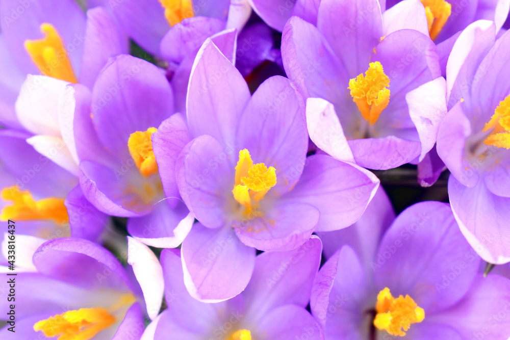 Full frame and Closeup of violet crocus flowers blooming with yellow pollens, beautiful spring Full frame and Closeup of violet crocus flowers blooming with yellow pollens, beautiful spring