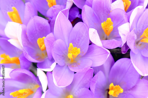 Full frame and Closeup of violet crocus flowers blooming with yellow pollens  beautiful spring