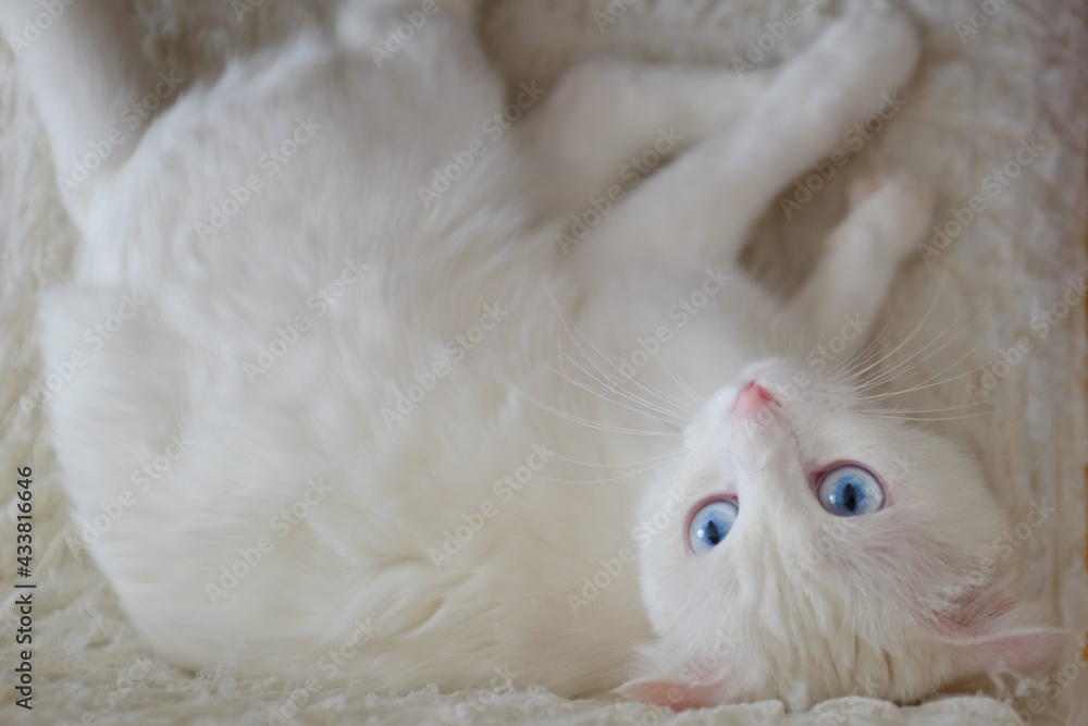 White Scottish fold kitten with blue eyes White Scottish fold kitten with blue eyes