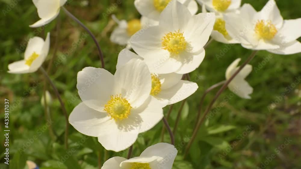 Beautiful white flowers against the background of green plants. Summer background Beautiful white flowers against the background of green plants. Summer background