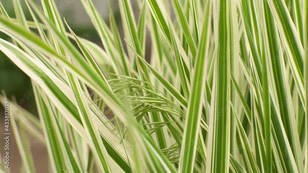 Beautiful green plants in the garden on a warm summer day Beautiful green plants in the garden on a warm summer day