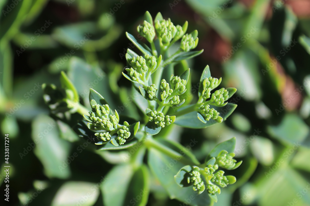 A green background of forming buds on a sedum A green background of forming buds on a sedum